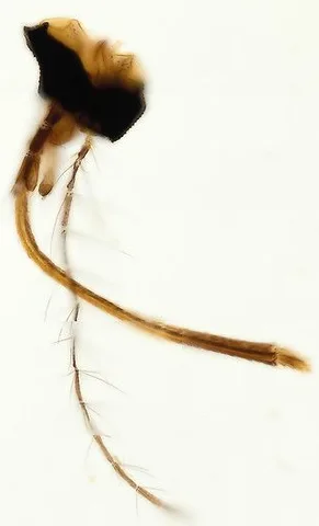 Female Mosquito Mouthparts (Whole Mount) under the microscope
