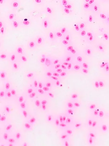 Fish Blood Smear under the microscope