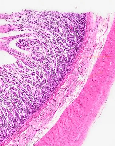 Small Intestine (Cross Section) under the microscope