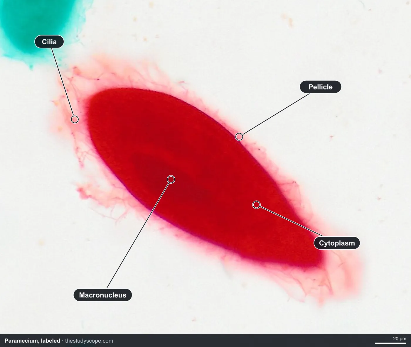 Labeled paramecium under the microscope showing cilia, the macronucleus, pellicle and cytoplasm