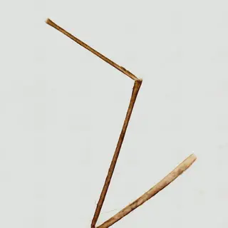 Mosquito Leg (Whole Mount)