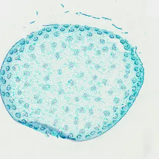 Corn Stem (Cross Section) under the microscope